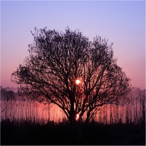 Morning  Colour