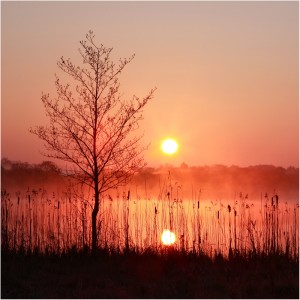 Morning  Mist